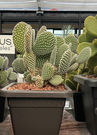 Opuntia microdasys var. albispina
