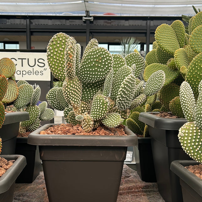 Opuntia microdasys var. albispina