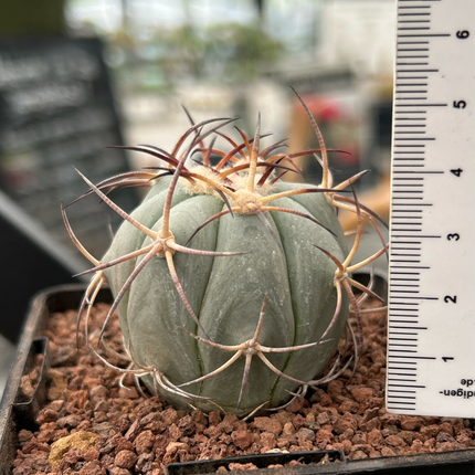 Echinocactus horizontalthalonius