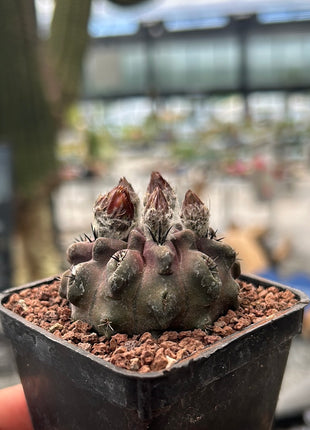 Neoporteria occulta