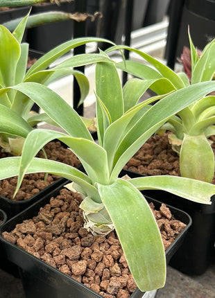 Agave attenuata