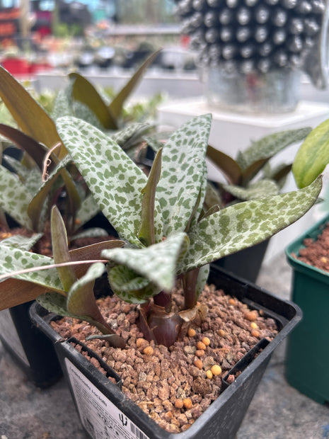 Ledebouria socialis