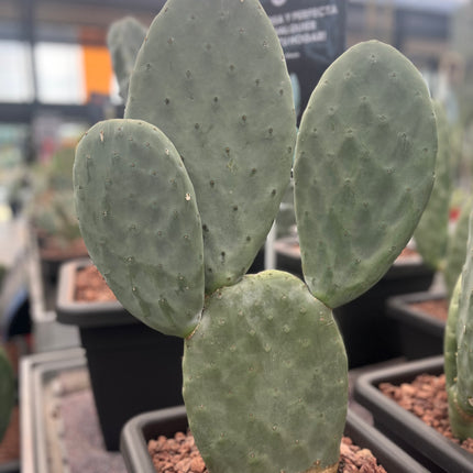 Opuntia Titania