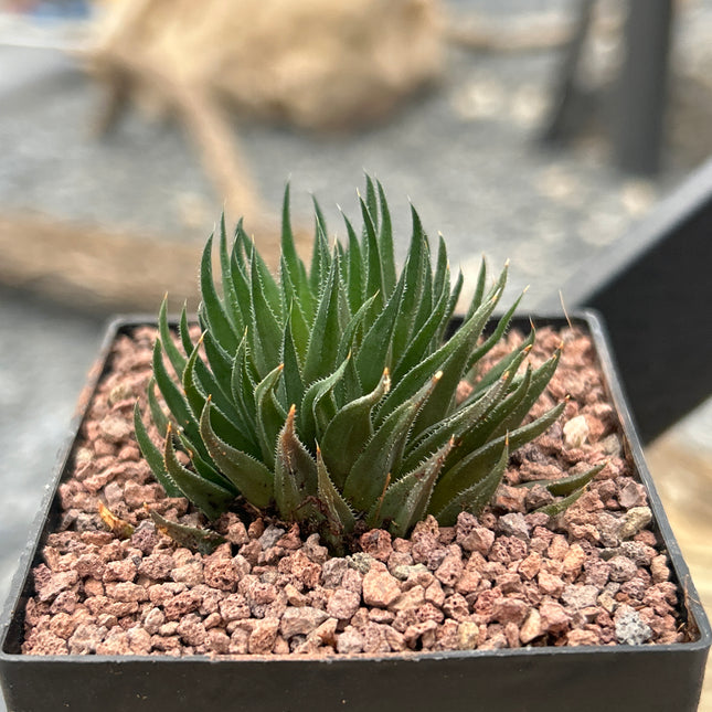 Haworthia angustifolia var. albanensis