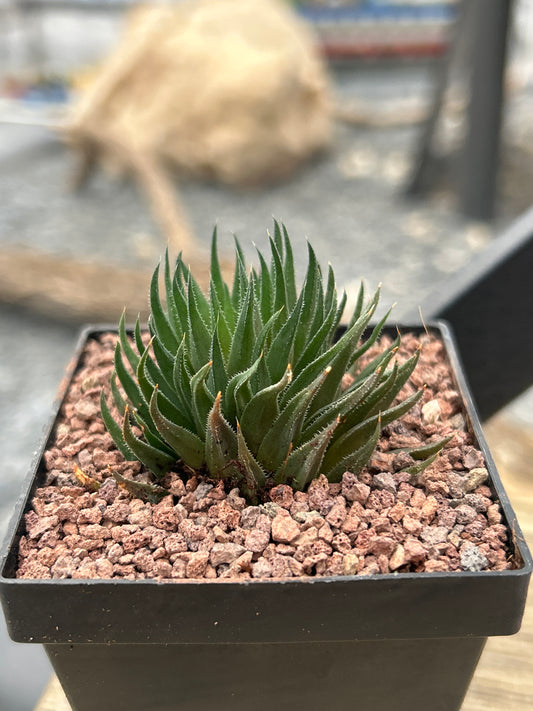 Haworthia angustifolia var. albanensis