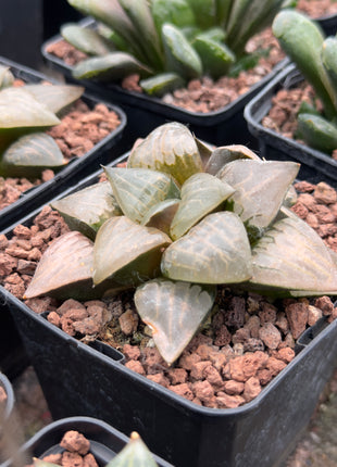 Haworthia picta var. comptoniana 'Debi'