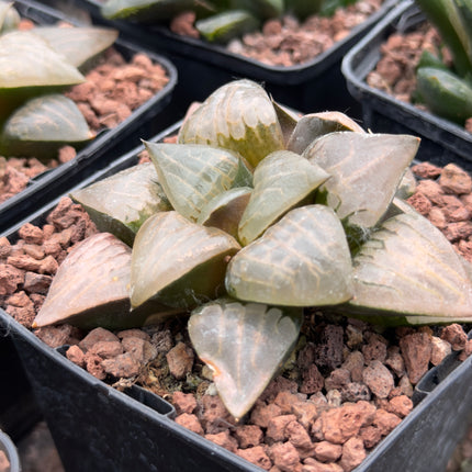 Haworthia picta var. comptoniana 'Debi'