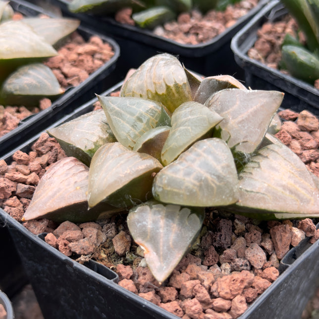Haworthia picta var. comptoniana 'Debi'