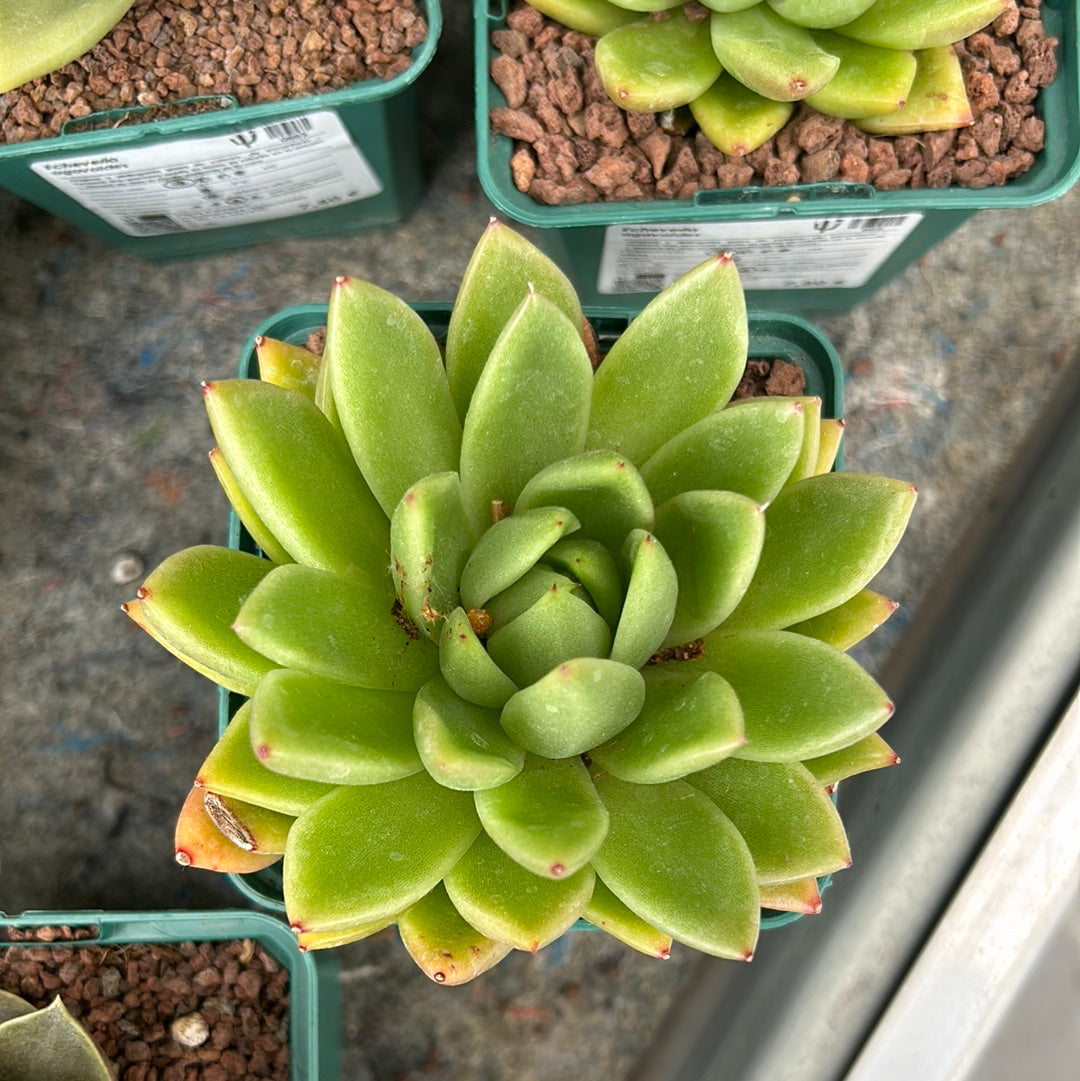 Echeveria agavoides