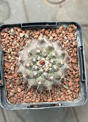 Neoporteria odieri