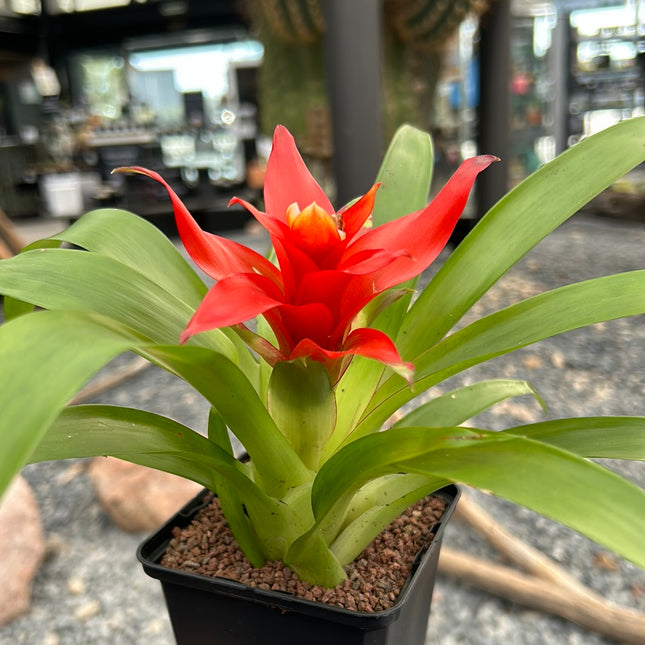 Guzmania lingulata