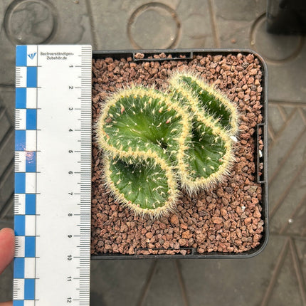 Austrocylindropuntia vestita mit Haube