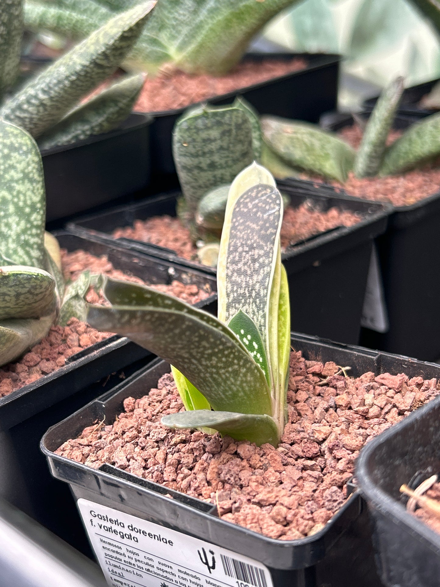 Gasteria doreeniae f. variegata