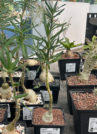 Pachypodium bispinosum