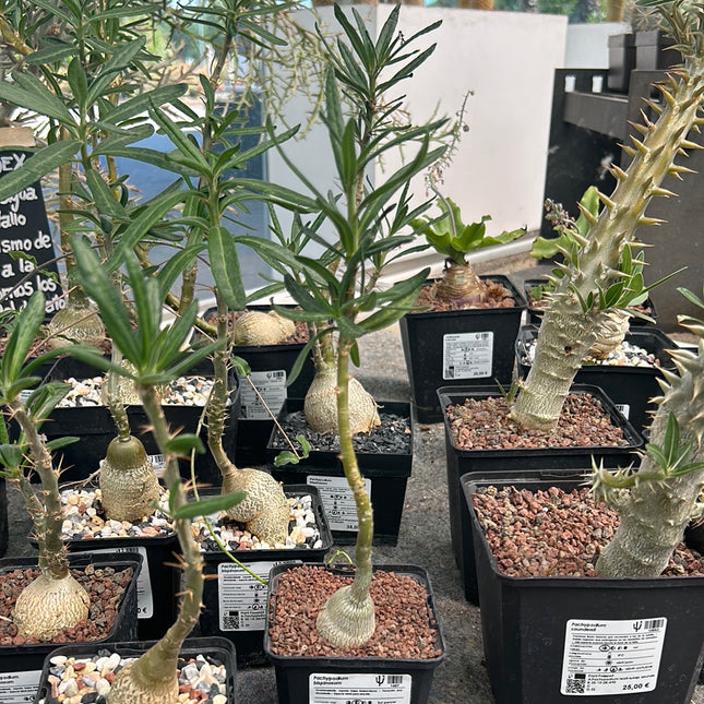 Pachypodium bispinosum