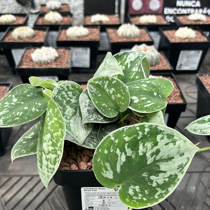 Scindapsus 'Pictus silvery Ann'