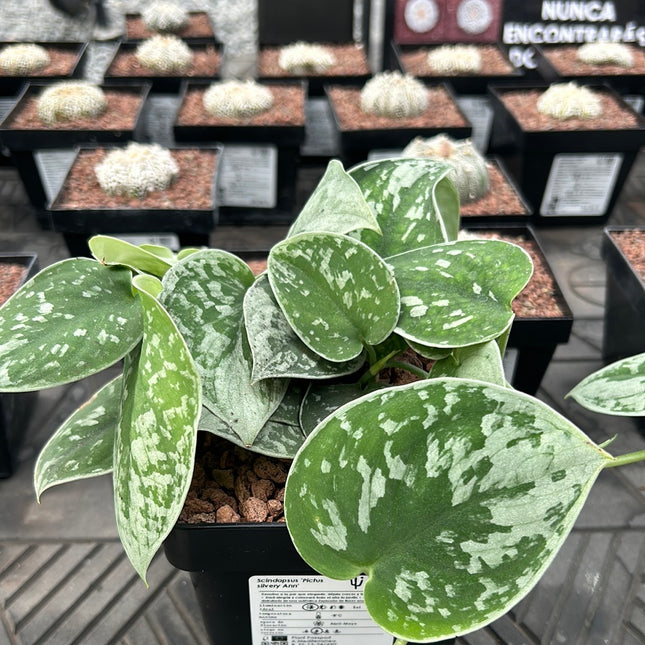 Scindapsus 'Pictus silvery Ann'