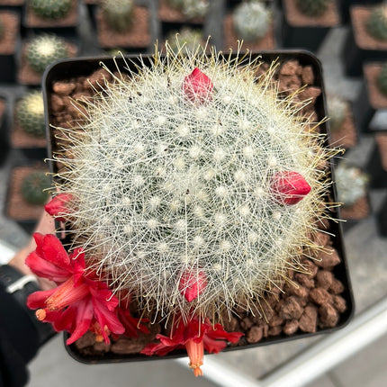 Mammillaria senilis