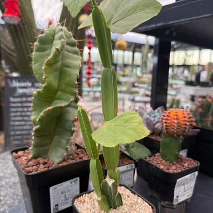 Cissus quadrangularis