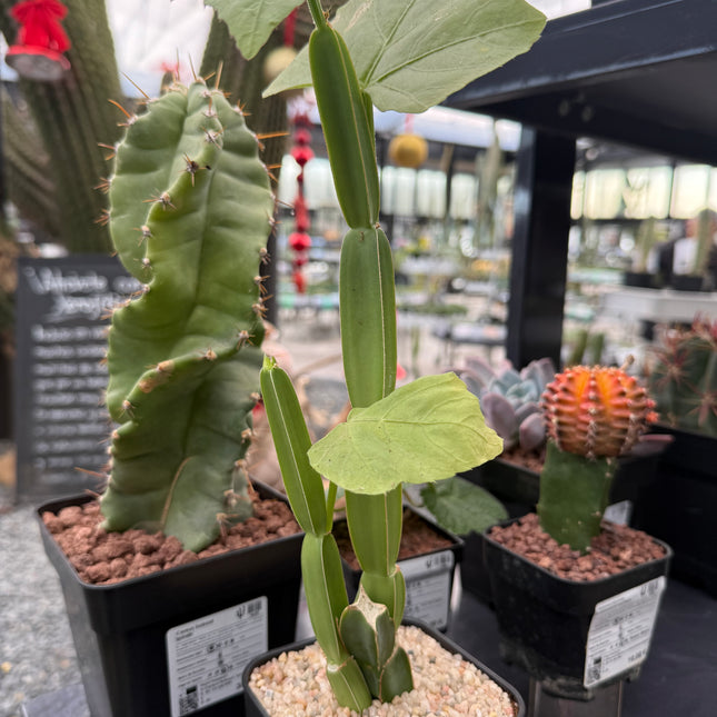 Cissus quadrangularis