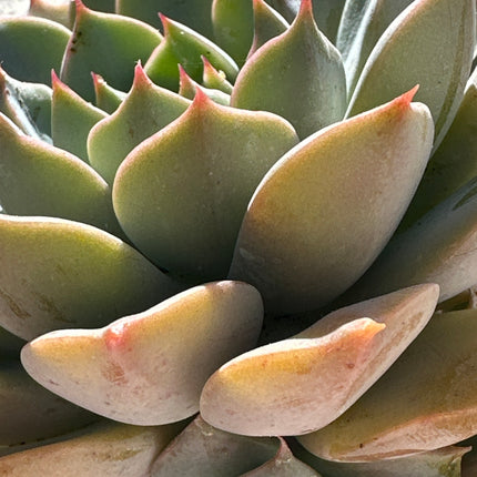 Echeveria ‘Impi’