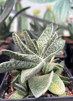 Gasteria baylissiana f. variegate