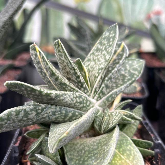 Gasteria baylissiana f. variieren