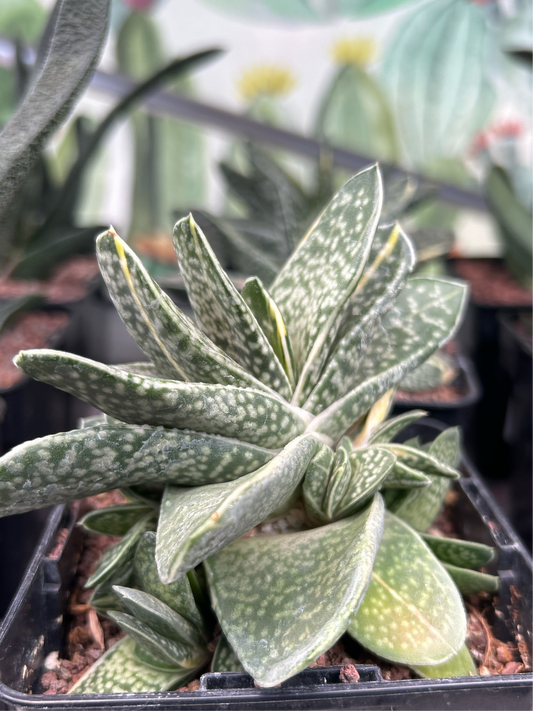 Gasteria baylissiana f. variieren