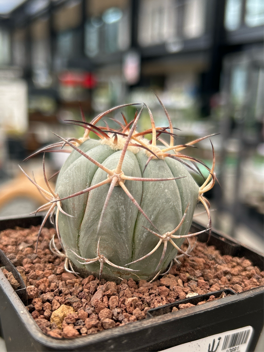 Echinocactus horizontalthalonius