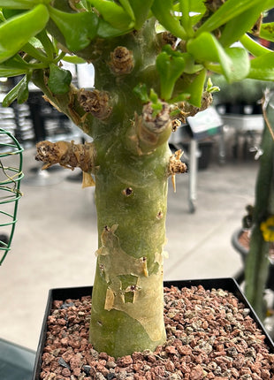 Tylecodon paniculatus
