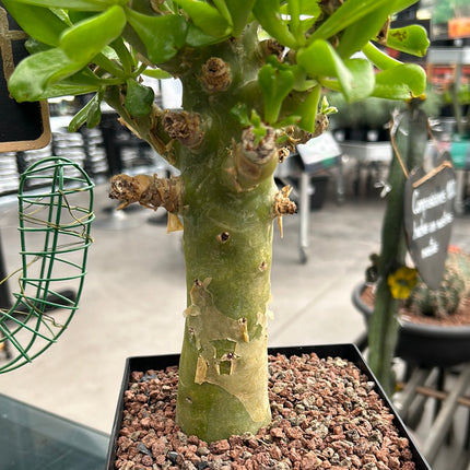 Tylecodon paniculatus