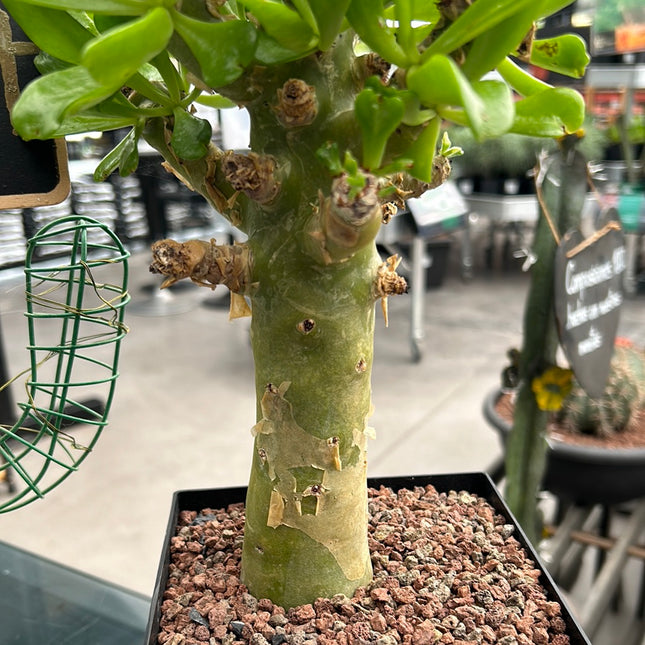 Tylecodon paniculatus