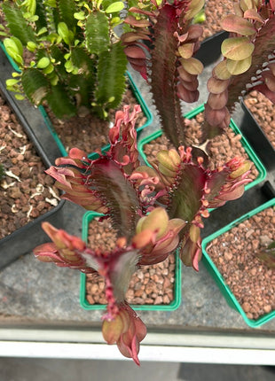 Euphorbia trigona 'Rubra'