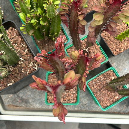 Euphorbia trigona 'Rubra'