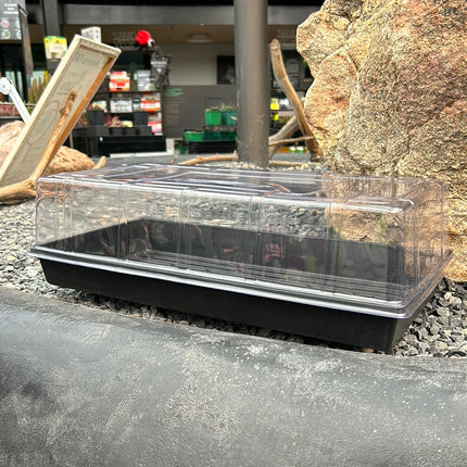 Mini semillero e invernadero