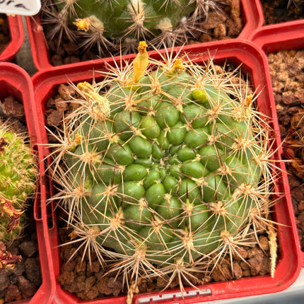 Weingartia neocumingii subsp. sucresis