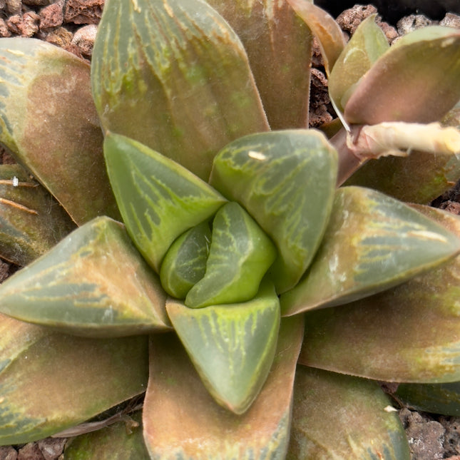 Haworthia ‘Rusty Flare’