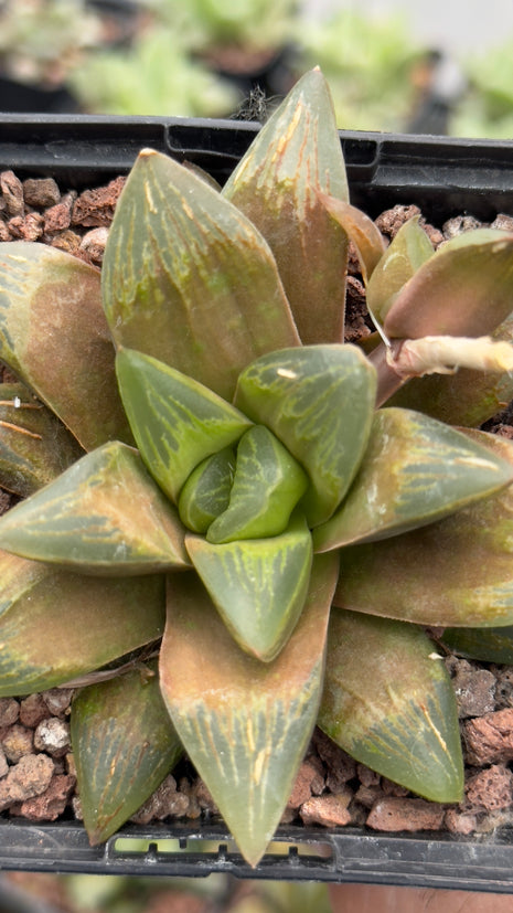 Haworthia ‘Rusty Flare’