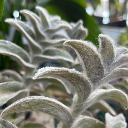 Tradescantia Sillamontana