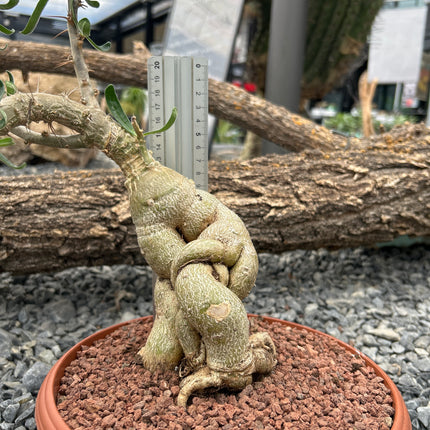 Pachypodium succulentum