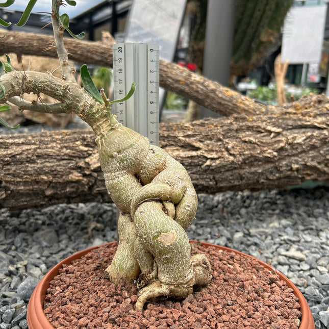 Pachypodium succulentum