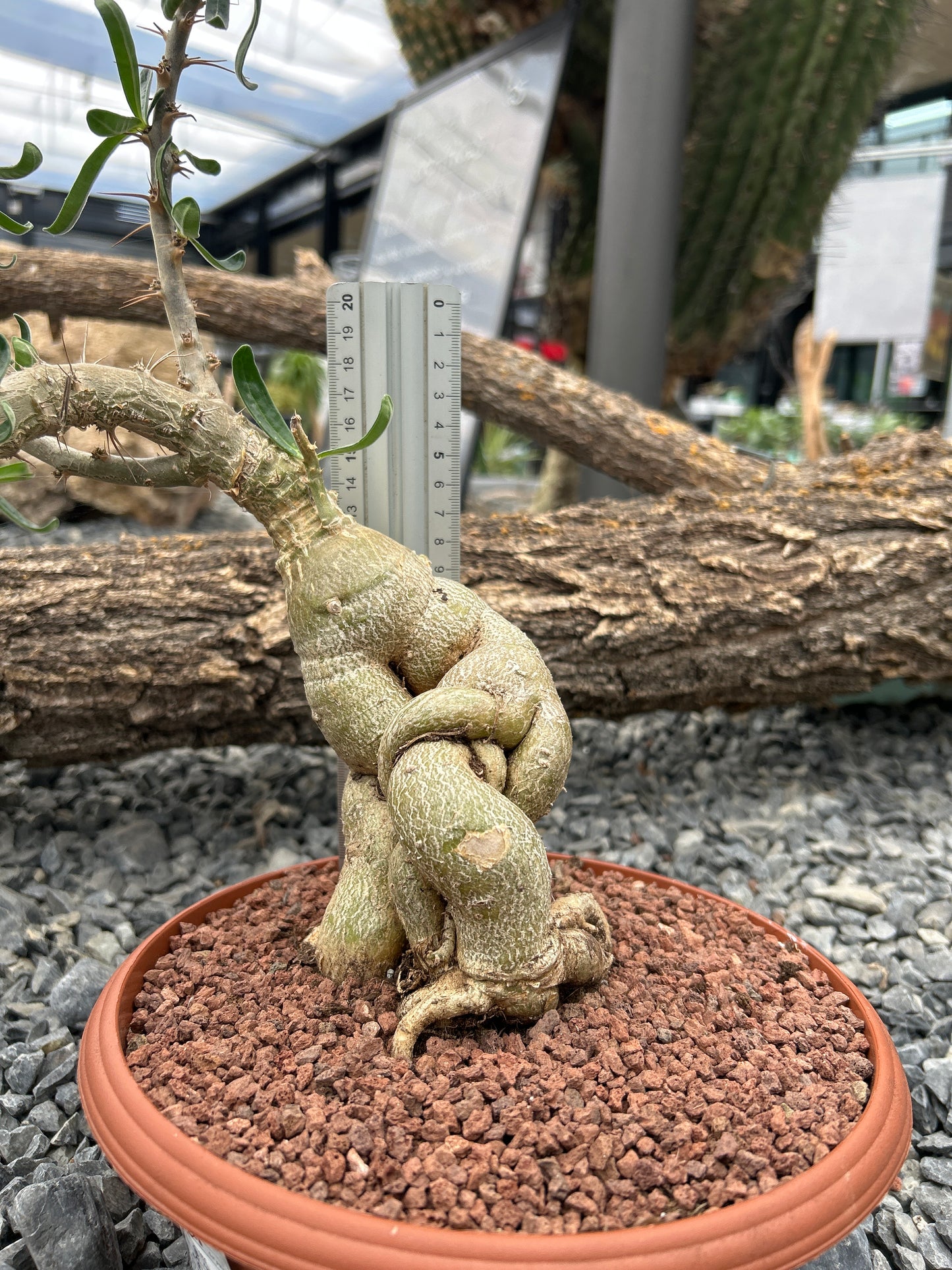 Pachypodium succulentum