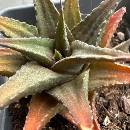 Haworthiopsis venosa var. woolleyii IB6414