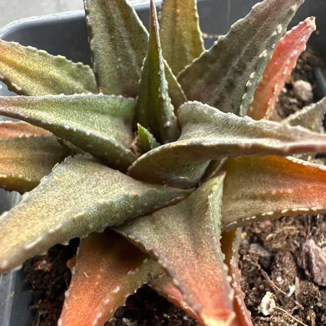 Haworthiopsis venosa var. woolleyii IB6414