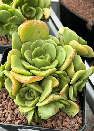 Aeonium Castello-Paivae var. Sarae