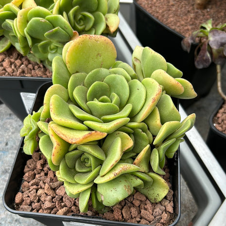 Aeonium Castello-Paivae var. Sarae