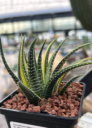 Haworthiopsis attenuata var. radula f. variegated