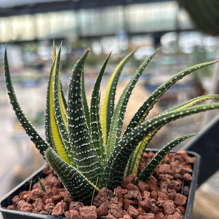 Haworthiopsis attenuata var. radula f. variegated