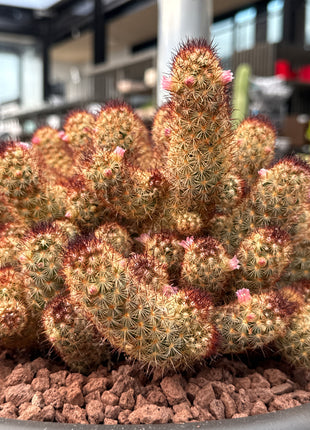 Mammillaria elongata var. rubispina roseiflora