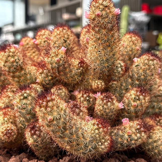 Mammillaria elongata var. rubispina roseiflora